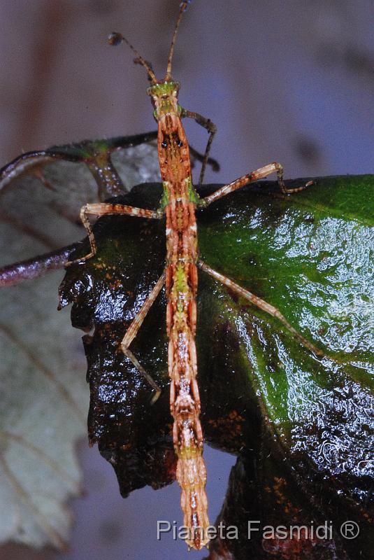 Phenacephorus cornucervi L1 02.jpg